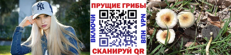Галлюциногенные грибы Psilocybine cubensis  сколько стоит  Раменское 